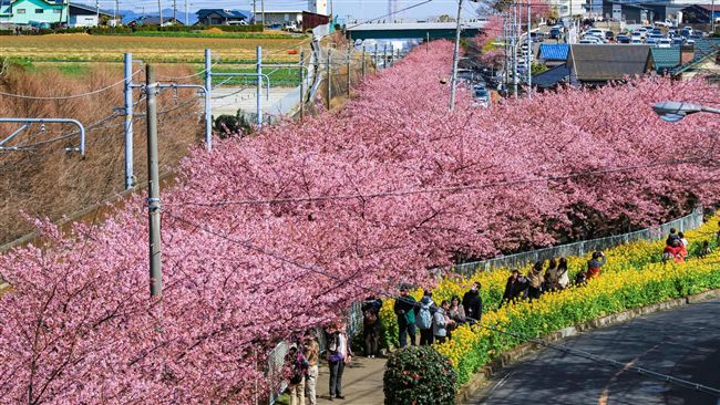 美！千本河津櫻油菜花隧道綿延1公里