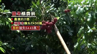 暖冬作物不開花！荔枝損失超過八千萬