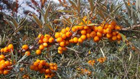 沙棘（圖／pixabay）