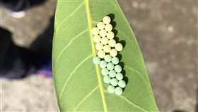 為荔枝龍眼除害　高市收購椿象卵片（1）高雄市荔枝及龍眼的年產值逾新台幣10億元，但是近年受到荔枝椿象的危害，市府啟動荔枝椿象卵片收購計畫，盼降低椿象的繁殖。（農業局提供）中央社記者王淑芬傳真 108年2月21日