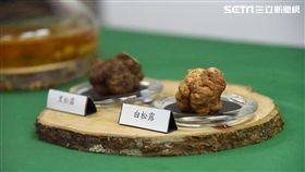 農委會,林試所,台灣,白松露,深脈松露,南投溪頭