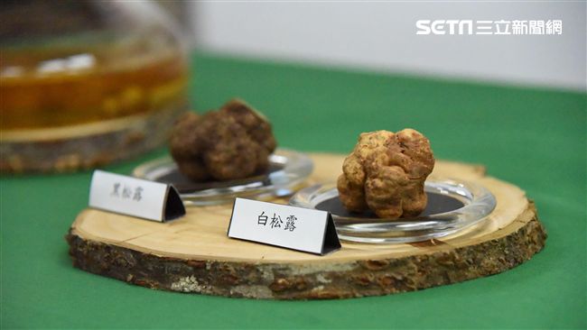 世界新種！台灣本土的「深脈松露」