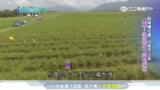 茶廠科技新革命！耗資2億導入滴灌法