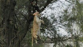 死貓掛樹頭,貓,屍體,台灣習俗　圖／翻攝自靈異公社