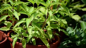 九層塔

https://www.flickr.com/photos/nokia32/19039771454/in/photolist-7NbMZg-7NfLUN-e3BGqU-7hBxTp-7hBxNH-7hBxRn-7QYVnH-v1tNHC-pJRS3d-UvupBB-jv3T5r-7CBitF-MaHtnm-4gTN7Q-fJUUrA-4iWg4C-6933VA-8V3qMN-Y8Ade1