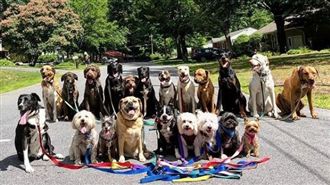 20隻狗排隊散步　定格合照驚呆網友