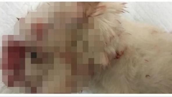 一咬爆頭還不夠？！行兇後落跑更冷血