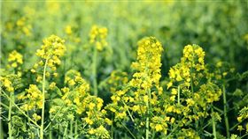 油菜籽　圖／PIXABAY