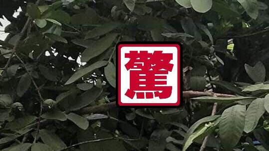 芭樂樹「蜂窩」突然轉頭！他當場傻眼