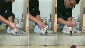 男重拳砸狗頭逼女兒看…活活打到翻白眼死！慘忍畫面曝光
翻攝自《Petitions》