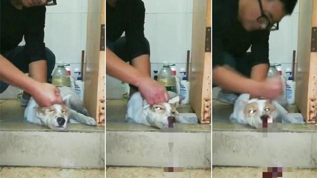 男重拳砸狗雙腿顫抖打到死…畫面曝光