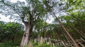 宜蘭明池千年林木。（圖／翻攝自馬告生態園區官網）