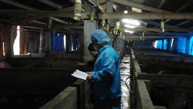 福隆沙灘豬屍　未感染非洲豬瘟新北市貢寮區福隆沙灘2日發現一頭豬屍，經新北市動保處人員採檢送驗，檢驗結果3日下午出爐，為非洲豬瘟病毒陰性，證實未感染，動保處仍派員訪查附近養豬戶。（動保處提供）中央社記者王鴻國傳真　108年3月3日