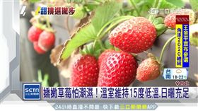 挑草莓眉角!越紅越甜 底部