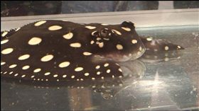 ▲蝙蝠魟乍看就像隻趴在水底的蝙蝠，萬分之一機率，身價非凡！（圖／許晶晶）