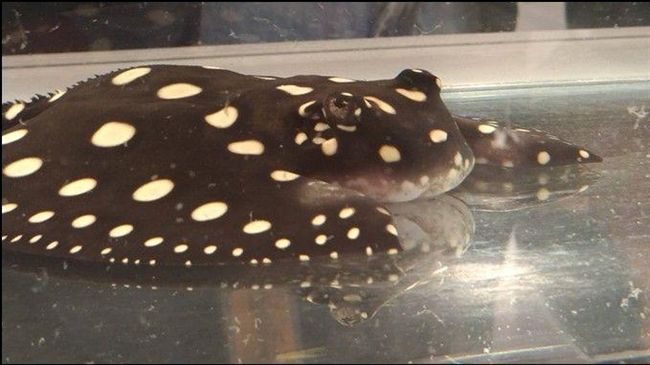 這種動物啪啪超激烈　死纏緊咬不放