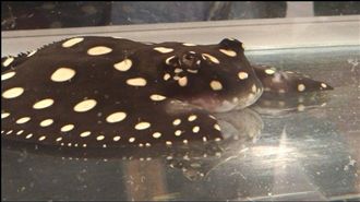 這種動物啪啪超激烈　死纏緊咬不放