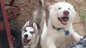 狗兒以為男童再跟牠們玩，沒想到卻意外咬下手臂。（圖／翻攝自捐款網站GO Fund me）