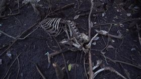 美國佛州迪士尼樂園,金銀島,廢墟。翻自《鏡報》