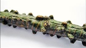 苦藤又名寬莖藤，可清熱解毒、袪風除濕及舒筋活絡。吳明玲醫師提供