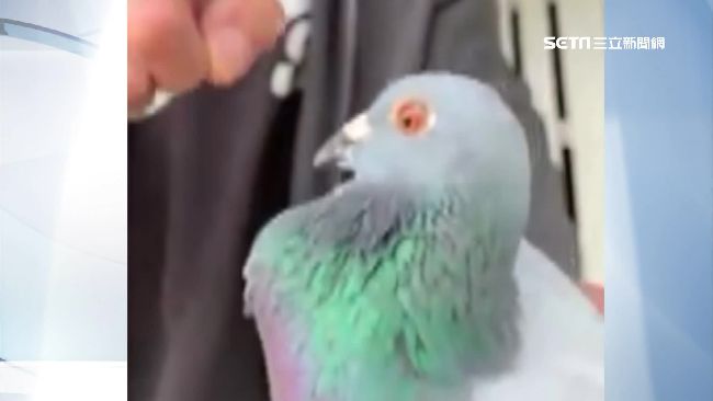 飼主救回遭擄鴿　拍片訓話要牠爭氣
