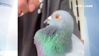 飼主救回遭擄鴿　拍片訓話要牠爭氣