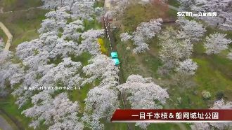 旅行社祭2千以上補助！春遊賞花夯