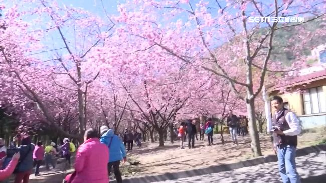 賞櫻全變調！旅客怒控旅行團更改行程