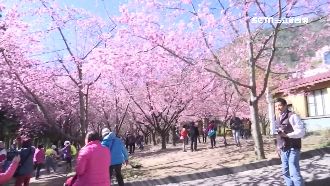 賞櫻全變調！旅客怒控旅行團更改行程