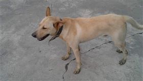 小黃狗死在田溝，農夫夢見觀音菩薩後撿到狗，深信是牠回來了。（圖／翻攝靈異公社）
