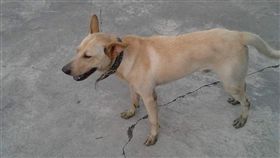 小黃狗（圖／翻攝靈異公社）