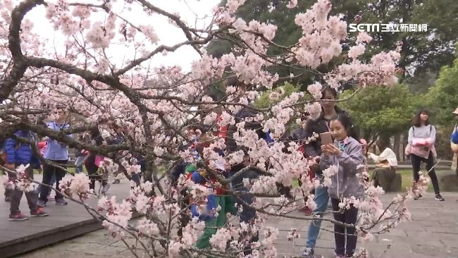 春季櫻浪接力開！遊客搶上阿里山賞櫻