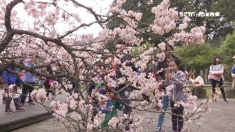 春季櫻浪接力開！遊客搶上阿里山賞櫻