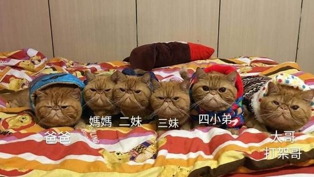 貓星人複製貼上　全家都厭世臉鳳眼