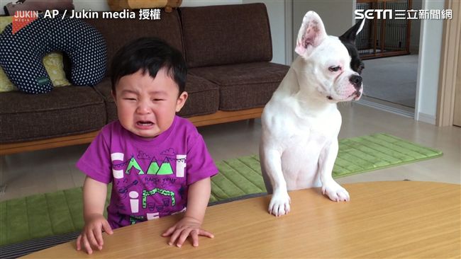 把小主人氣哭？ 汪星人：我想吃餅乾