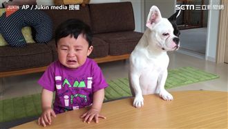 把小主人氣哭？ 汪星人：我想吃餅乾