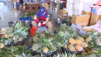 溫泉酒店助農民！直播一晚賣千箱鳳梨
