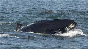 ▲Rainer Schimpf（圖／翻攝網路）