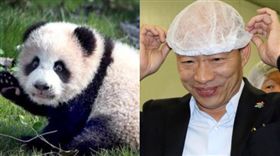 韓國瑜,熊貓,高雄,中國