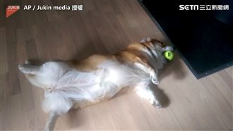 胖狗無極限！ 肉肉柯基玩球也耍懶
