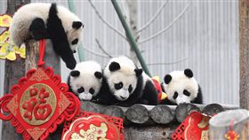 高雄稱中國將送貓熊  陸民：諂媚台灣人對於贈送一對大貓熊給高雄市政府，大陸網民10日在微博齊聲反對，痛批「喪權辱國」、「諂媚台灣人」。圖為大貓熊寶寶在臥龍神樹坪基地玩耍。（中新社提供）中央社  108年3月10日