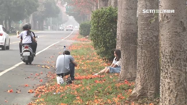 搶拍木棉花美景　與車爭道險象環生