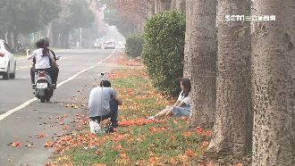 搶拍木棉花美景　與車爭道險象環生