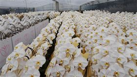 台灣蝴蝶蘭  為福島小村帶來重建希望8年前經歷311大震災及福島核災的福島縣葛尾村，居民一度被迫離村，現在村民杉下博澄要靠台灣蝴蝶蘭讓葛尾村災後重建。他取的品牌名是「hope white」。中央社記者楊明珠福島攝  108年3月11日