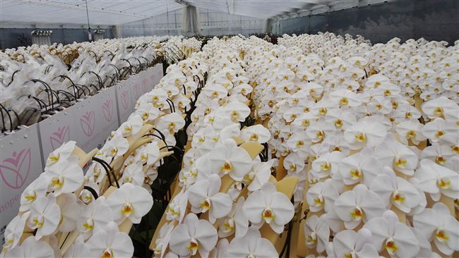 311重建希望！台灣蝴蝶蘭福島綻放