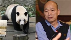 韓國瑜 貓熊 (圖/臉書)