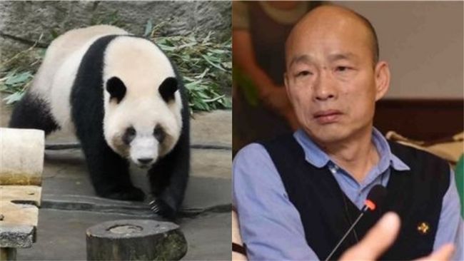 貓熊促高雄發大財？　挺韓名嘴開酸了