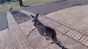 強納森滑翔翼降落後原本以為袋鼠要歡迎他，沒想到被一陣暴打。（圖／翻攝自Youtube）