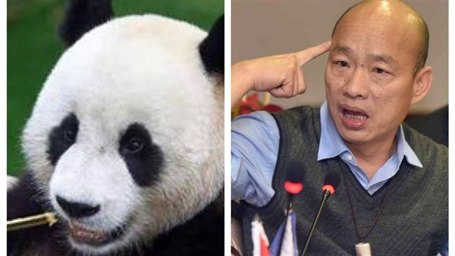 貓熊名取好了！網：一個土，一個包子
