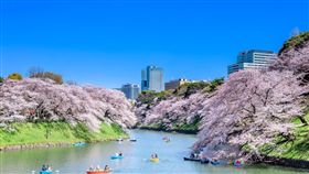 櫻花,夜櫻。（圖／樂天旅遊提供）